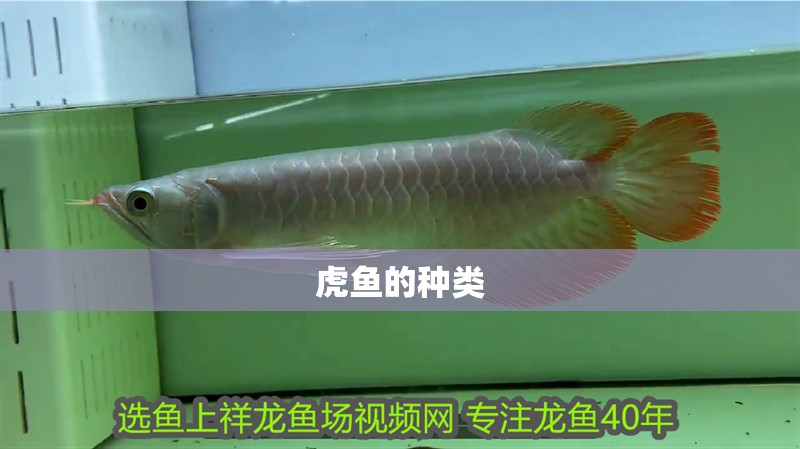 虎魚天天黑來點赤瞳黃金 虎魚的種類 龍魚論壇 虎魚的種類 虎魚的種類 龍魚論壇