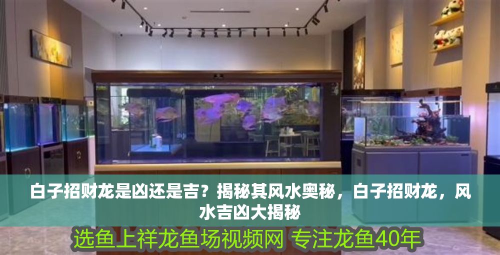白子招財龍是兇還是吉？揭秘其風(fēng)水奧秘，白子招財龍，風(fēng)水吉兇大揭秘