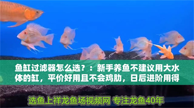 魚缸過濾器怎么選？：新手養(yǎng)魚不建議用大水體的缸，平價好用且不會雞肋，日后進(jìn)階用得到