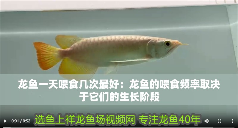龍魚一天喂食幾次最好：龍魚的喂食頻率取決于它們的生長階段