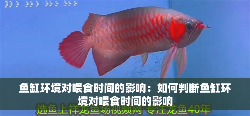 魚缸環(huán)境對喂食時(shí)間的影響：如何判斷魚缸環(huán)境對喂食時(shí)間的影響