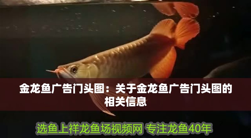 金龍魚廣告門頭圖：關于金龍魚廣告門頭圖的相關信息