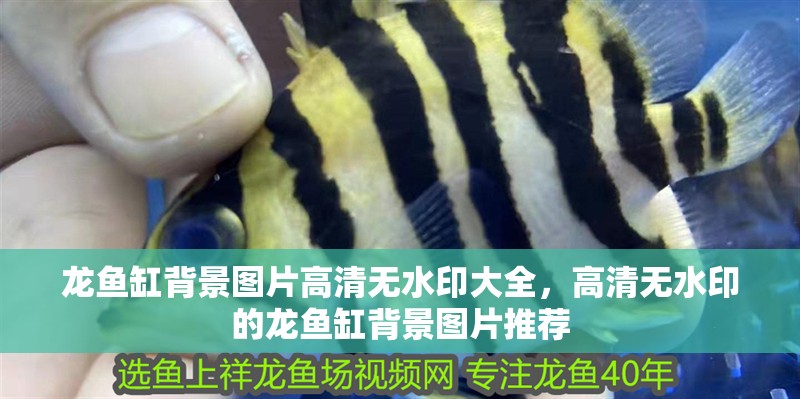 龍魚缸背景圖片高清無水印大全，高清無水印的龍魚缸背景圖片推薦 龍魚缸背景圖片高清無水印大全，高清無水印的龍魚缸背景圖片推薦 魚缸百科