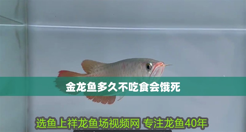 金龍魚多久不吃食會餓死