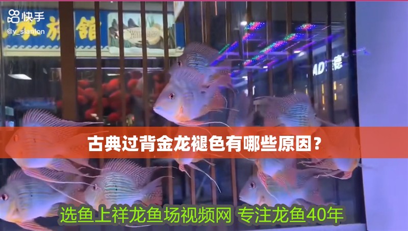古典過背金龍褪色有哪些原因？