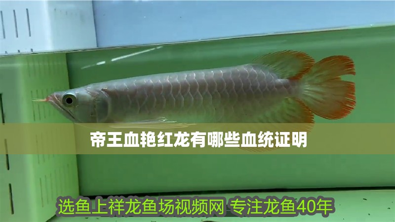 帝王血艷紅龍有哪些血統(tǒng)證明