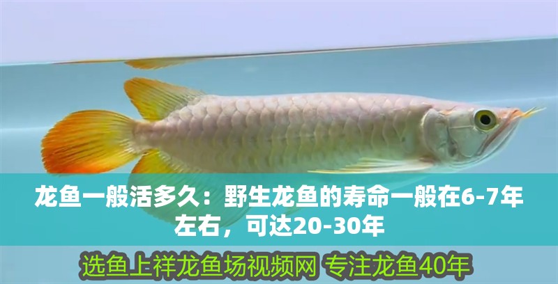 龍魚一般活多久：野生龍魚的壽命一般在6-7年左右，可達(dá)20-30年