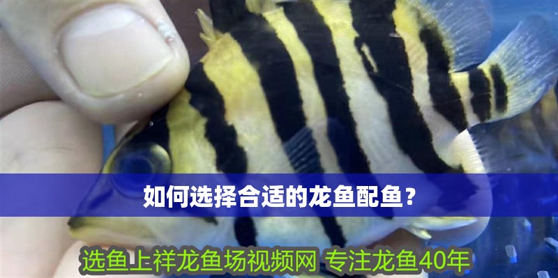 如何選擇合適的龍魚配魚？