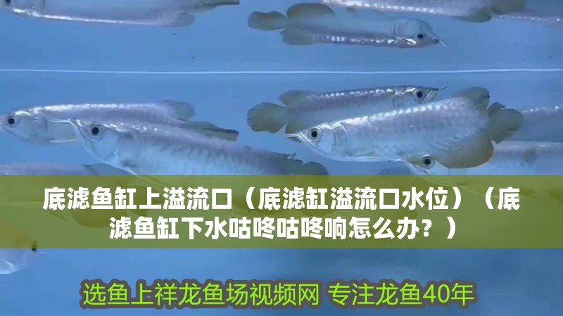 底濾魚缸上溢流口（底濾缸溢流口水位）（底濾魚缸下水咕咚咕咚響怎么辦？）