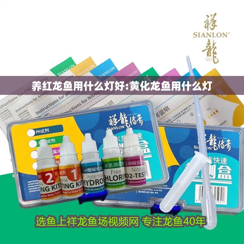 養紅龍魚用什么燈好:黃化龍魚用什么燈