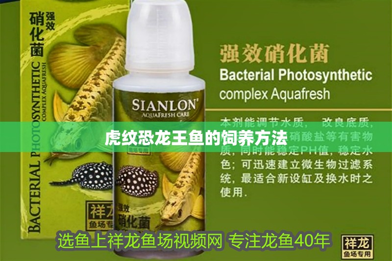 虎紋恐龍王魚的飼養方法