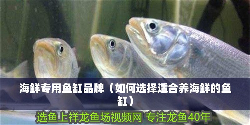 海鮮專用魚缸品牌（如何選擇適合養海鮮的魚缸）