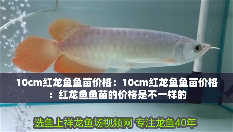 10cm紅龍魚魚苗價格：10cm紅龍魚魚苗價格：紅龍魚魚苗的價格是不一樣的