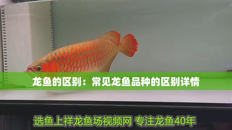 龍魚的區別：常見龍魚品種的區別詳情