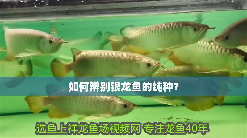 如何辨別銀龍魚的純種？