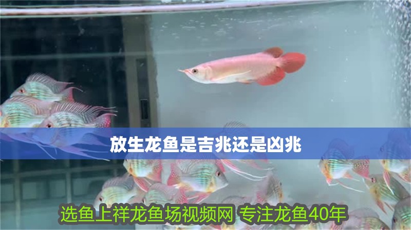 放生龍魚是吉兆還是兇兆
