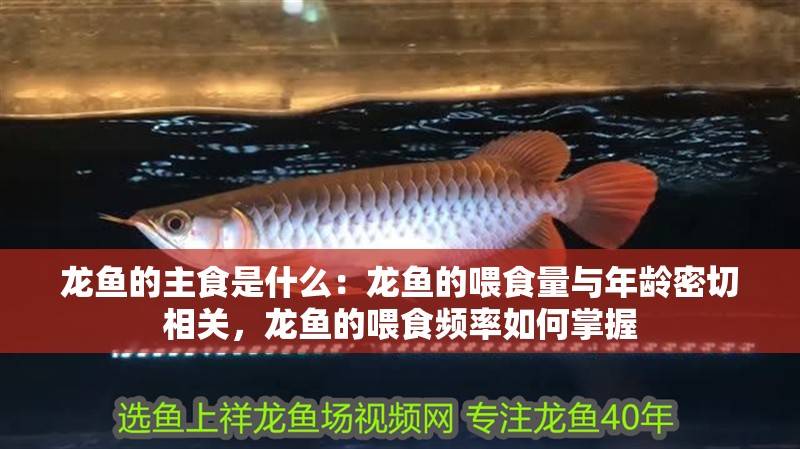 龍魚(yú)的主食是什么：龍魚(yú)的喂食量與年齡密切相關(guān)，龍魚(yú)的喂食頻率如何掌握