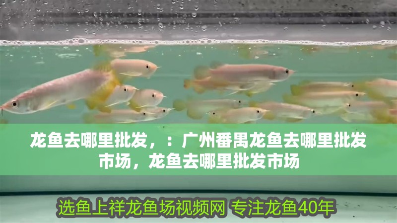 龍魚去哪里批發，：廣州番禺龍魚去哪里批發市場，龍魚去哪里批發市場