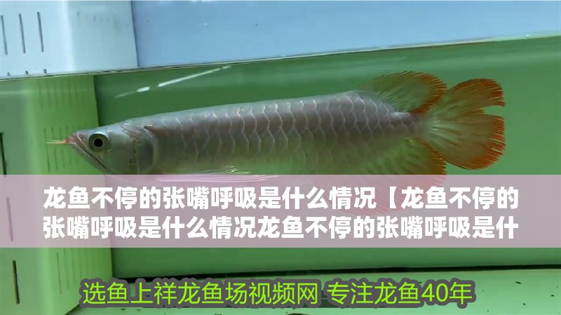 龍魚不停的張嘴呼吸是什么情況【龍魚不停的張嘴呼吸是什么情況龍魚不停的張嘴呼吸是什么情況】