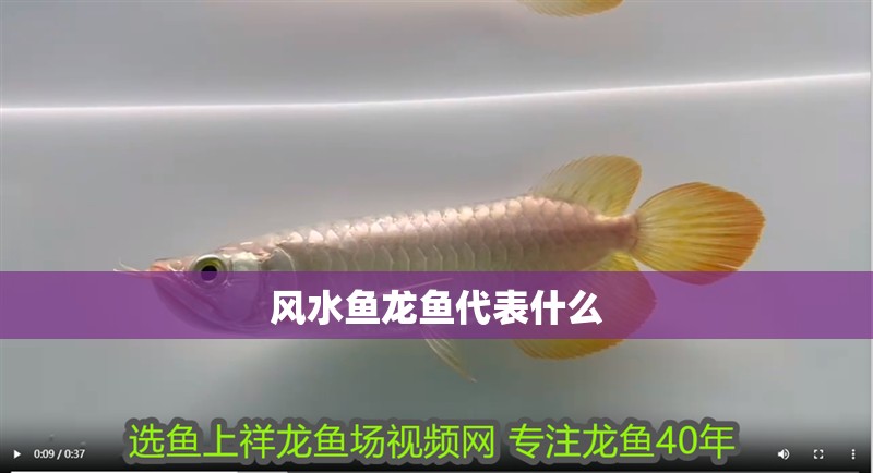 魚缸用增氧泵價格是多少:魚缸增氧機-xtrac增氧機-xtrac增氧機 風水魚龍魚代表什么 龍魚論壇 風水魚龍魚代表什么 風水魚龍魚代表什么 龍魚論壇