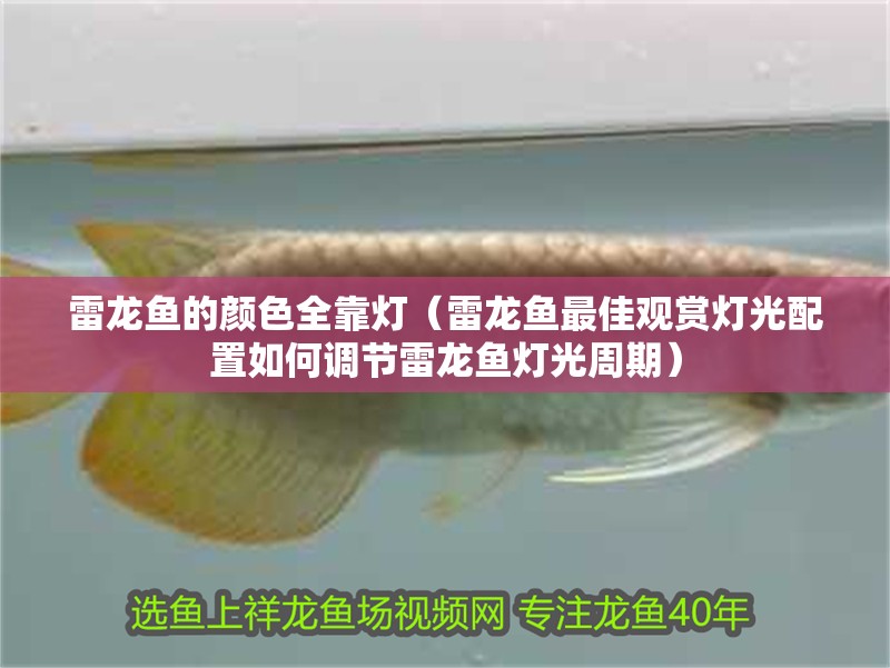 雷龍魚的顏色全靠燈（雷龍魚最佳觀賞燈光配置如何調節雷龍魚燈光周期） 雷龍魚的顏色全靠燈（雷龍魚最佳觀賞燈光配置如何調節雷龍魚燈光周期） 龍魚百科