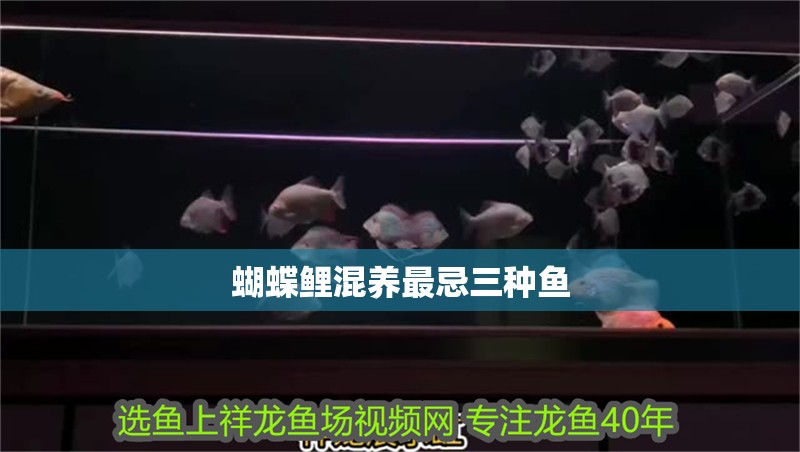 蝴蝶鯉混養最忌三種魚 蝴蝶鯉混養最忌三種魚 龍魚論壇