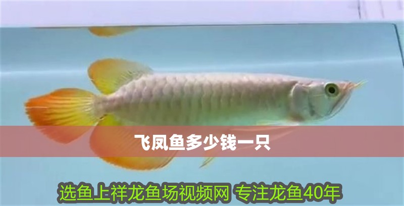 飛鳳魚多少錢一只