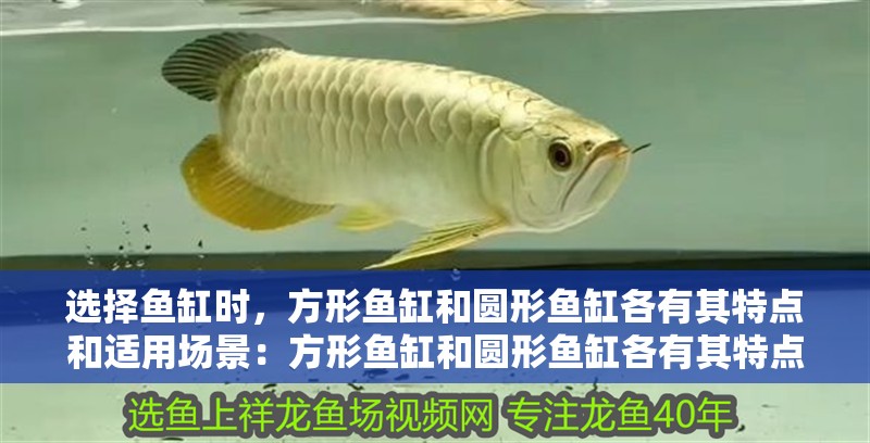 選擇魚缸時，方形魚缸和圓形魚缸各有其特點和適用場景：方形魚缸和圓形魚缸各有其特點和適用場景 選擇魚缸時，方形魚缸和圓形魚缸各有其特點和適用場景：方形魚缸和圓形魚缸各有其特點和適用場景 魚缸百科