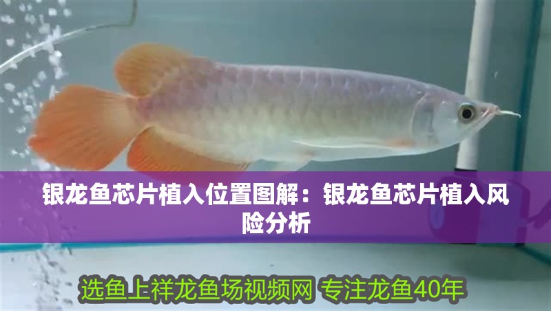 銀龍魚芯片植入位置圖解：銀龍魚芯片植入風險分析