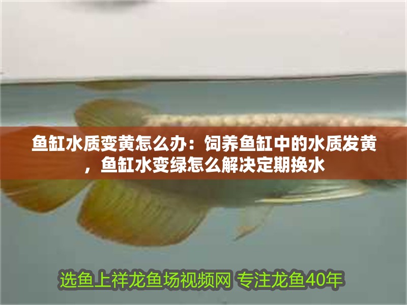 魚缸水質變黃怎么辦：飼養魚缸中的水質發黃，魚缸水變綠怎么解決定期換水