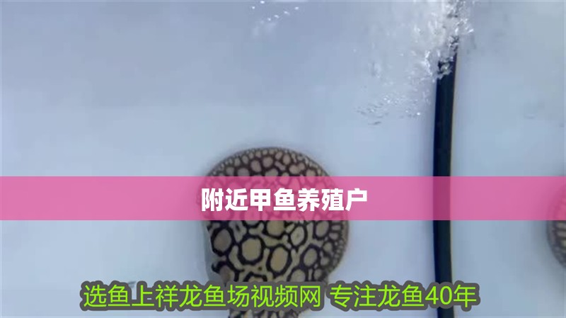 附近甲魚(yú)養(yǎng)殖戶(hù) 附近甲魚(yú)養(yǎng)殖戶(hù) 龍魚(yú)論壇