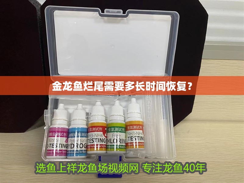 金龍魚爛尾需要多長(zhǎng)時(shí)間恢復(fù)？