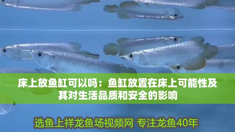 床上放魚缸可以嗎：魚缸放置在床上可能性及其對生活品質和安全的影響