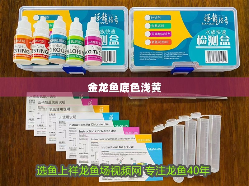 金龍魚(yú)底色淺黃