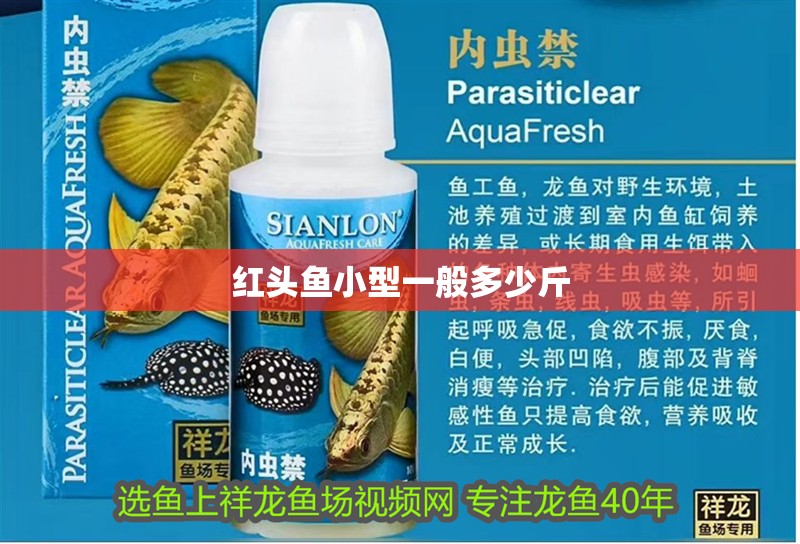 紅頭魚小型一般多少斤