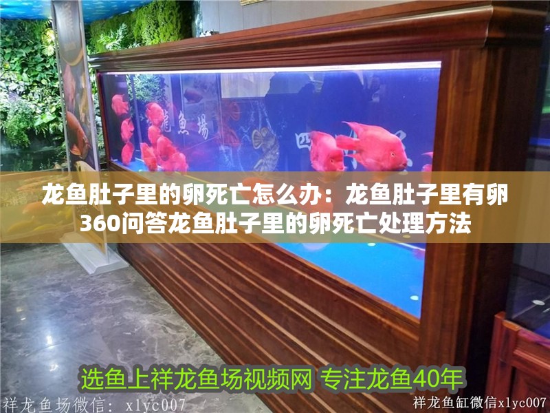 龍魚肚子里的卵死亡怎么辦：龍魚肚子里有卵360問答龍魚肚子里的卵死亡處理方法