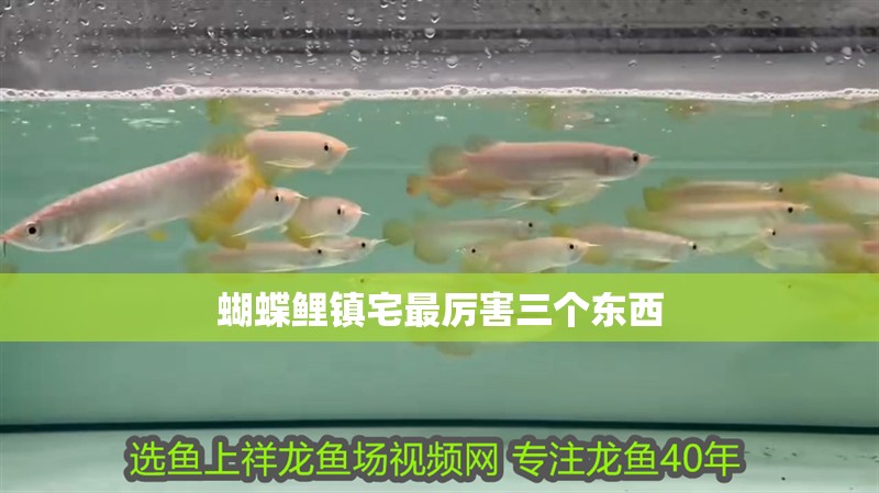 蝴蝶鯉鎮(zhèn)宅最厲害三個東西