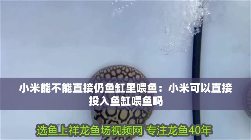 小米能不能直接仍魚缸里喂魚：小米可以直接投入魚缸喂魚嗎