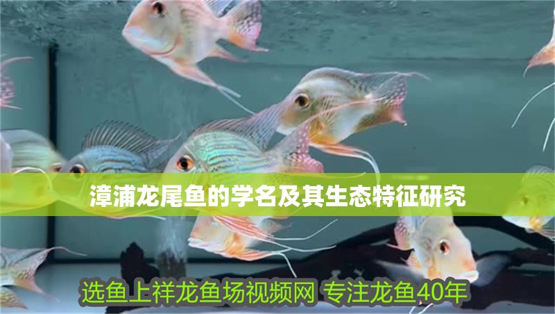 漳浦龍尾魚的學名及其生態特征研究 漳浦龍尾魚的學名及其生態特征研究 龍魚百科 第1張