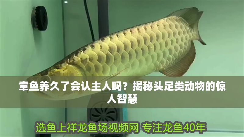 章魚養(yǎng)久了會認(rèn)主人嗎?揭秘頭足類動物的驚人智慧 龍魚百科 第1張 章魚養(yǎng)久了會認(rèn)主人嗎?揭秘頭足類動物的驚人智慧 章魚養(yǎng)久了會認(rèn)主人嗎?揭秘頭足類動物的驚人智慧 龍魚百科 第1張