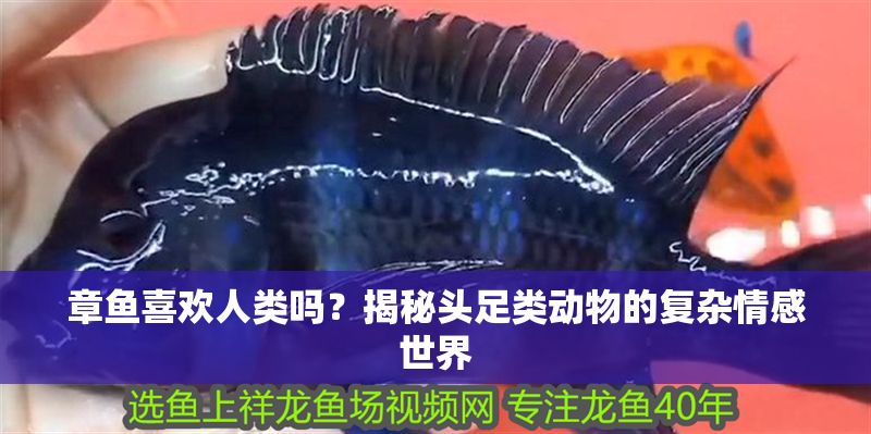 章魚喜歡人類嗎？揭秘頭足類動(dòng)物的復(fù)雜情感世界