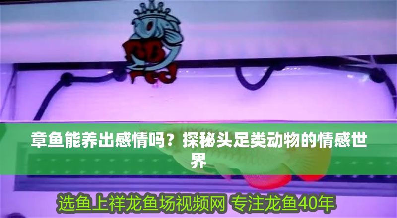 章魚能養出感情嗎？探秘頭足類動物的情感世界