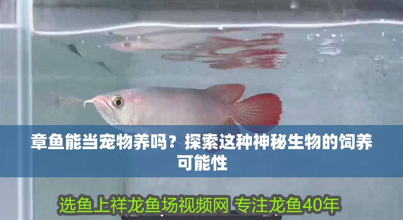 章魚能當(dāng)寵物養(yǎng)嗎？探索這種神秘生物的飼養(yǎng)可能性