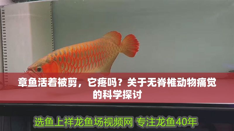 章魚(yú)活著被剪，它疼嗎？關(guān)于無(wú)脊椎動(dòng)物痛覺(jué)的科學(xué)探討