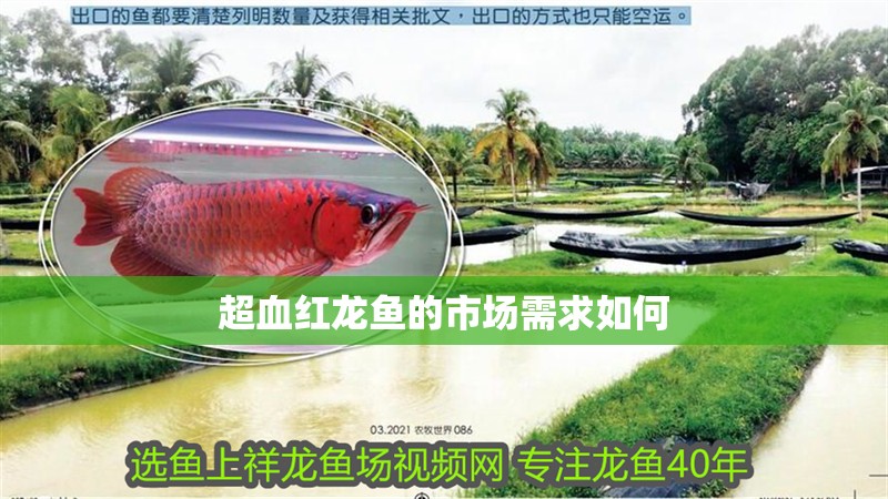 超血紅龍魚的市場需求如何