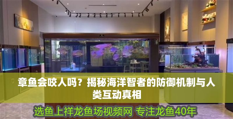 章魚會咬人嗎？揭秘海洋智者的防御機(jī)制與人類互動真相