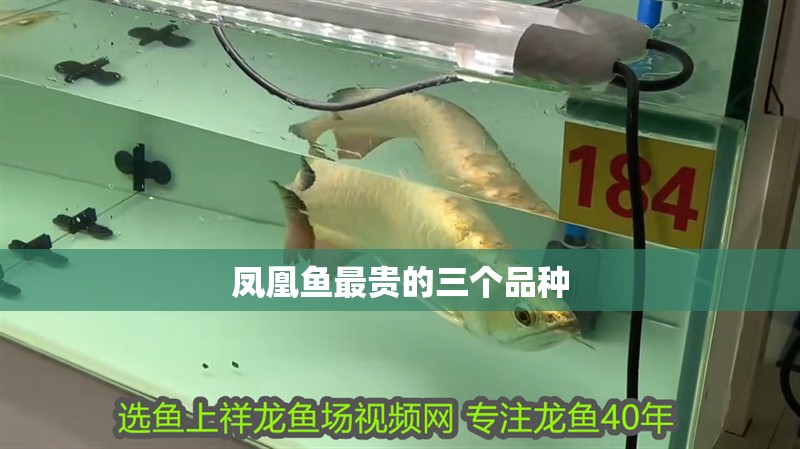 鳳凰魚最貴的三個品種