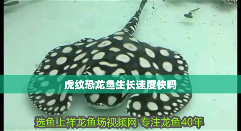 虎紋恐龍魚生長速度快嗎