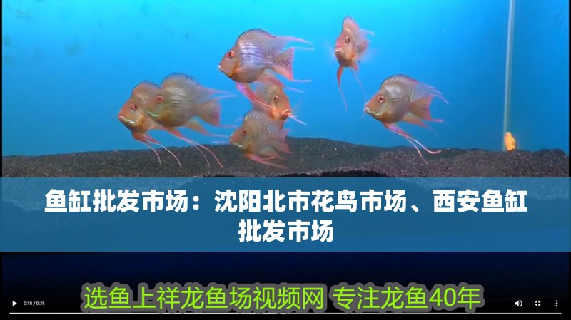 魚缸批發市場：沈陽北市花鳥市場、西安魚缸批發市場