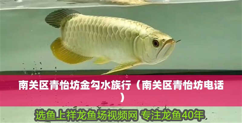 南關(guān)區(qū)青怡坊金勾水族行（南關(guān)區(qū)青怡坊電話）